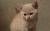 Продается британский котенок от Чемпиона Мира превью 1270138.