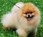 Померанский шпиц превью 1271227.