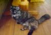 Роскошная молодая кошечка такса- манчкин превью 1271559.