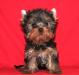 Щенки йоркширского терьера превью 1272176.