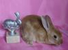 Плюшевые карликовые крольчата породы Рекс превью 1272325.