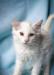 Ангорский котенок мальчик.  Белый пушистый превью 1272558.
