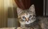 Отдам котенка превью 1273220.