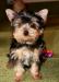 Щенки Йоркширского терьера превью 1273929.