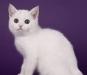 Редкий.чисто белый шотландский элитный котик превью 1274351.