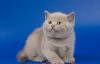 Шотландские короткошерстные котята превью 1275011.