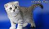 Scottish fold Чёрный серебристый пятнистый окрас превью 1275749.