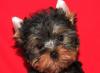Щенки йоркширского терьера превью 1276581.