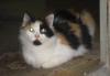 Отдам кошку превью 1276672.
