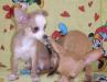 Девочка чихуа 4,5 мес превью 1276782.