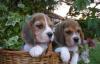 Щенки бигля недорого превью 1276991.