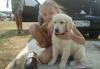 Отдам золотистого ретривера в хорошие руки превью 1270710.