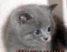 Британские клубные голубые котята  из vivian превью 1277031.