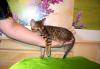 Бенгальские котята превью 1277505.