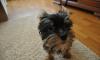 Продаю щенка превью 1277705.