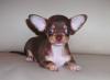 Шоколадногенные  чихуахуа  мальчики гш  РКФ превью 1278341.