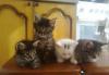Отдам котят в хорошие руки превью 1278813.