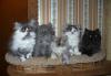 Персидские котята превью 1278953.