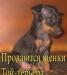 Той-терьер Мини превью 1281242.