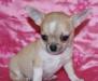 Девочек чихуахуа г/ш мини и стандарт превью 1282098.