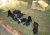 Отдаём собаку и щенят в хорошие руки превью 1282375.