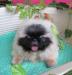 Щенки пекинеса - продажа превью 1282487.