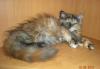 Персидский котенок превью 1282574.