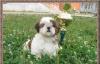 Щенки  ши-тцу превью 1282627.