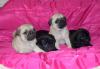 Щенки мопса превью 1282742.