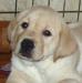 Щенок лабрадора - палевая девочка превью 1282858.