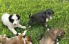 Щенки красивые карапузики в дар превью 1282956.