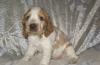Щенки Русского охотничьего спаниеля превью 1283222.