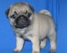 Щенки мопса превью 1284101.
