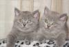 Котята британцы голубого окраса превью 1285074.
