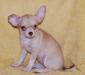 Щенки чихуахуа г/ш девочка рыже-шоколадная превью 1285436.