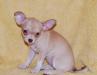 Превью Щенки чихуахуа г/ш девочка рыже-шоколадная Санкт-Петербург - 1