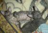 Превью Котята Корниш-рекс Калининград - 4