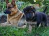 Щенки немецкой овчарки, племенное разведение превью 1286046.