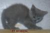 Превью Котенок шотландский страйт,окрас голубой.мал. док Москва - 4