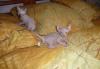 Превью Канадские сфинксы Москва - 1