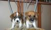 Щенки Джек Рассел Терьера превью 1288127.