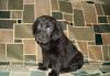 Продаю черных щенят лабрадора превью 1288789.