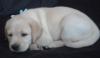 Щенки лабрадора мальчики и девочки превью 1289071.