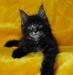 Котенок породы мейн-кун превью 1289449.