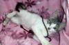 Превью Нежная малышка Тося, котенок 3 месяца Москва - 1