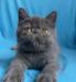Голубая экзотическая кошечка превью 1291808.