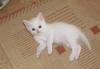 Беленький котенок в добрые руки превью 1292572.