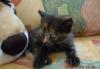 Отдам домашнего котенка (1мес. кошечка) в хорошие превью 1290380.