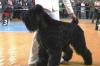 Щенки Русского Черного терьера превью 1293672.