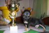 Превью Чихуахуа классные щенки от чемпионов Москва - 1